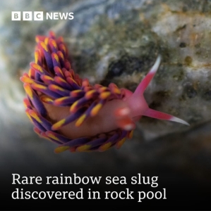 Rare Rainbow Sea Slug